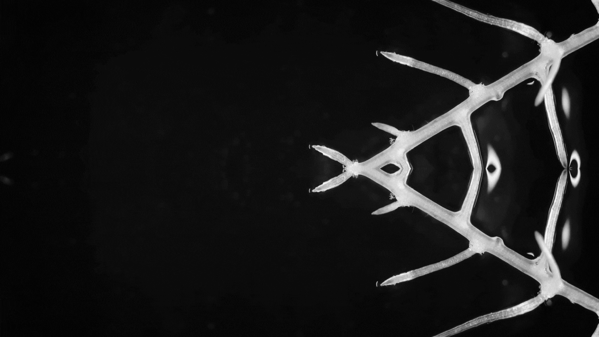 WoV – Pablo Radice, image size:1920x1080